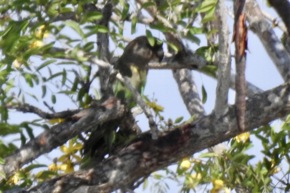 Brown-headed Parrot - ML642971515