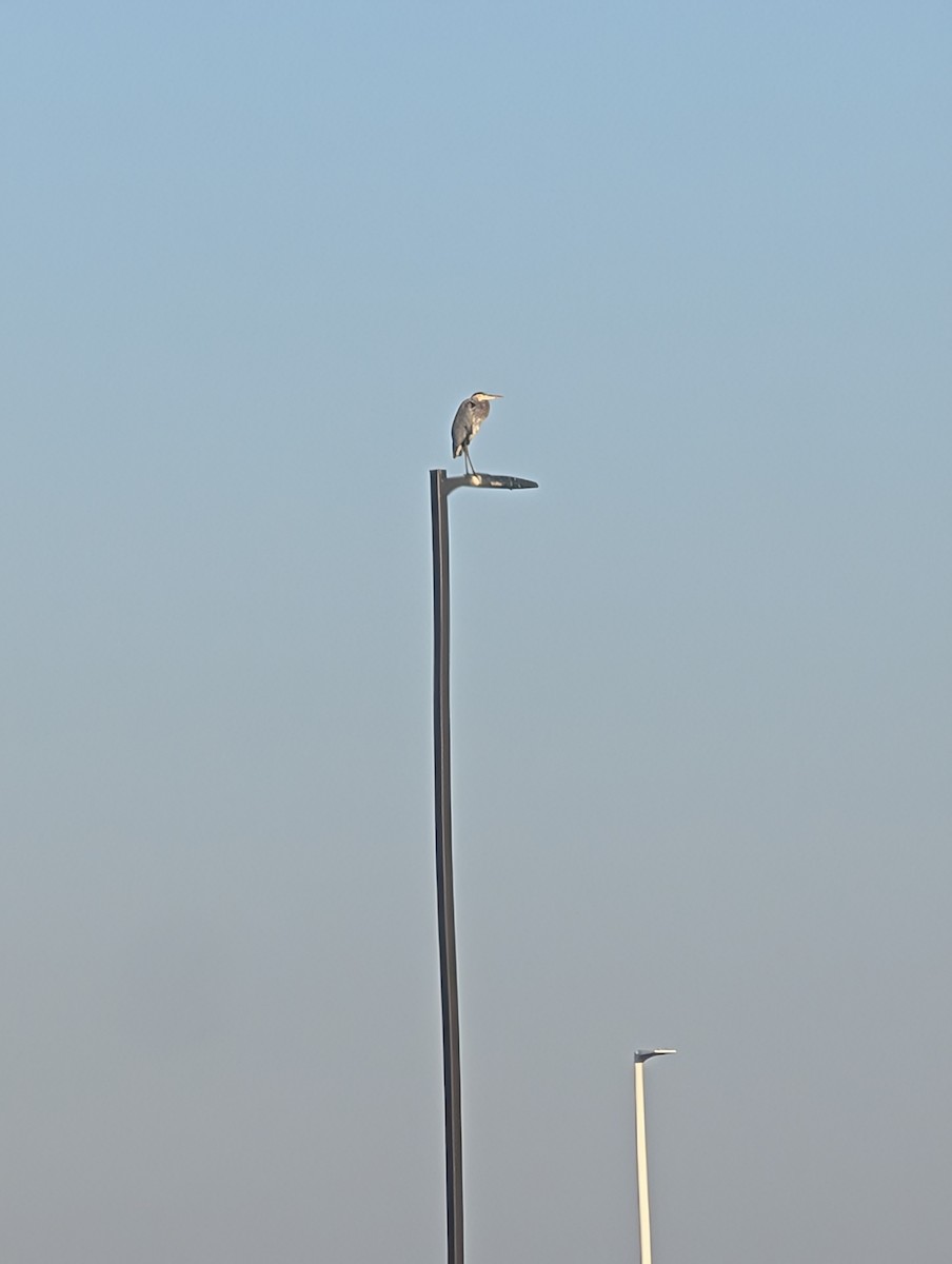 Great Blue Heron (Great Blue) - ML642971532