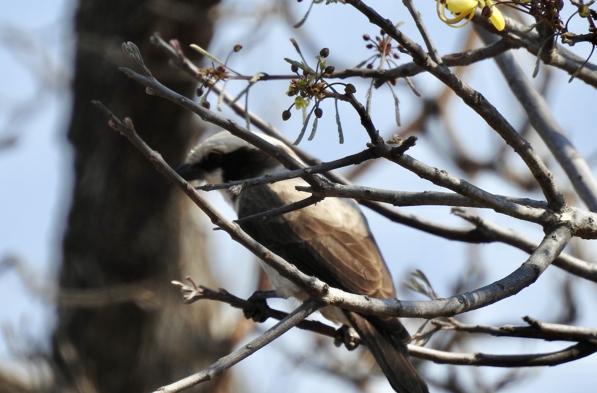 White-crowned Shrike - ML642971537