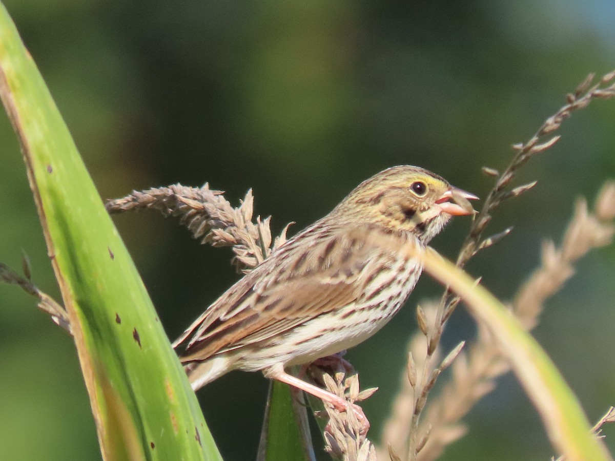 Grasammer - ML642971538