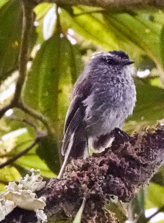 Çizgisiz Tiranulet - ML642971541