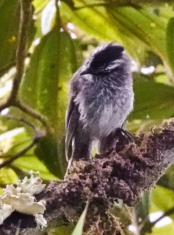 Çizgisiz Tiranulet - ML642971542