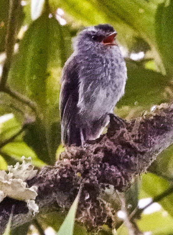 Çizgisiz Tiranulet - ML642971543