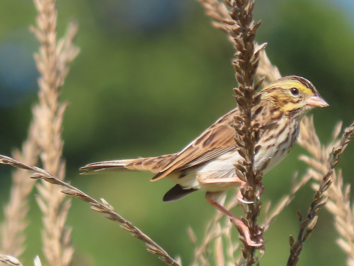 Grasammer - ML642971545