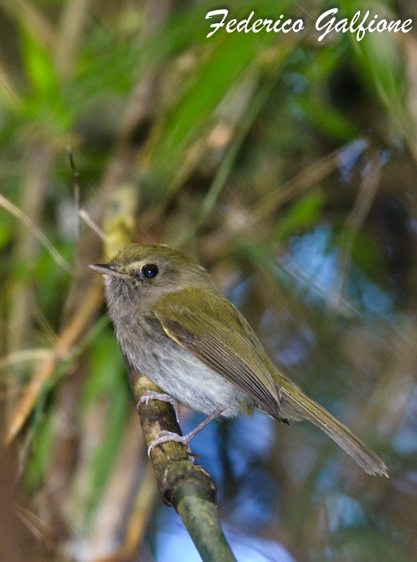 Drab-breasted Pygmy-Tyrant - ML642971550