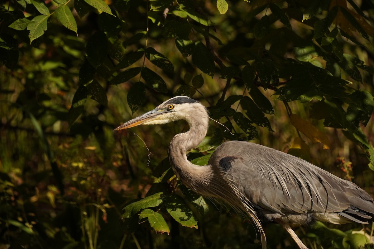 Great Blue Heron - ML642971558