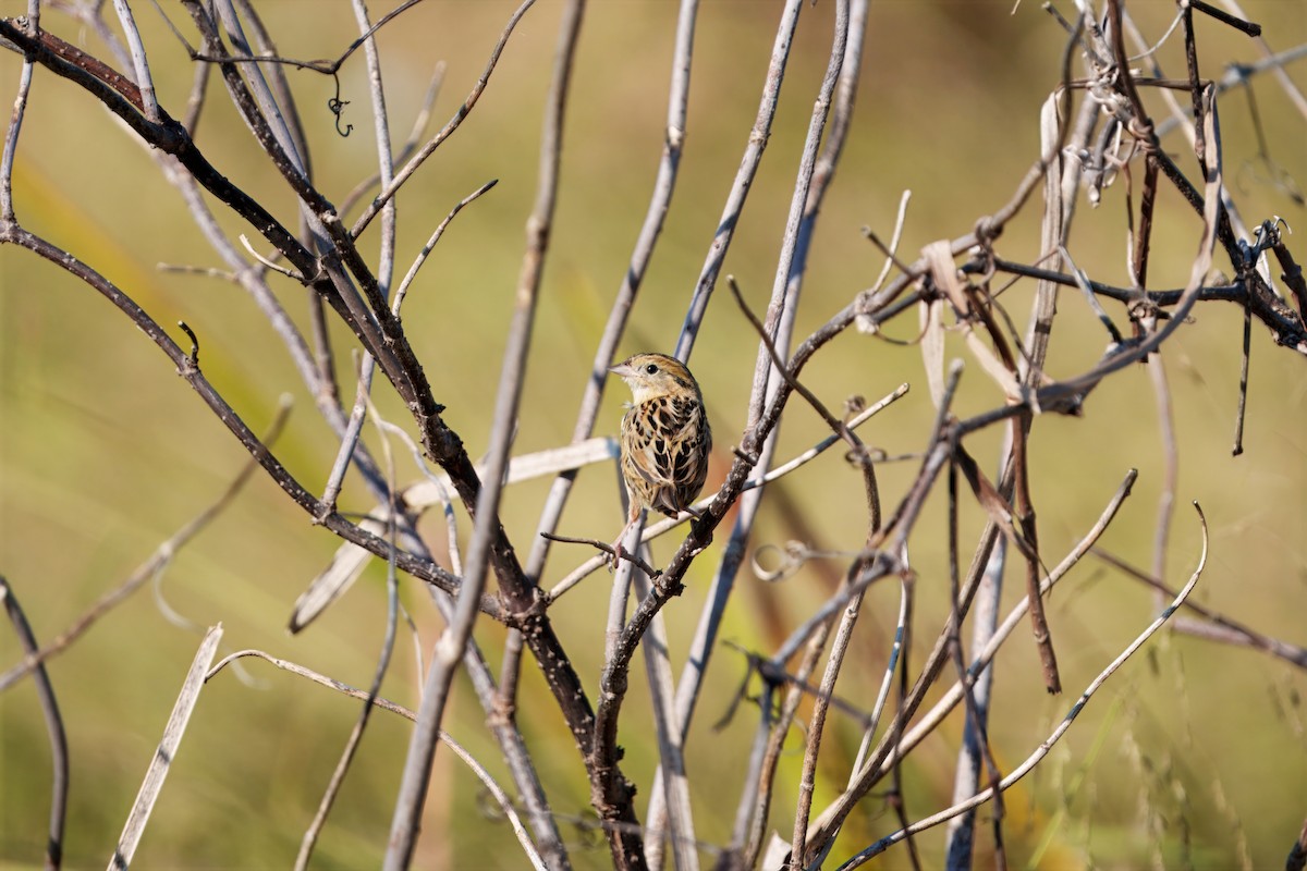 LeConte's Sparrow - ML642971565