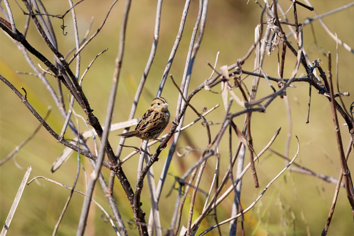 LeConte's Sparrow - ML642971566