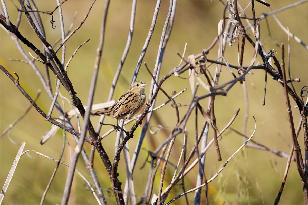 LeConte's Sparrow - ML642971567