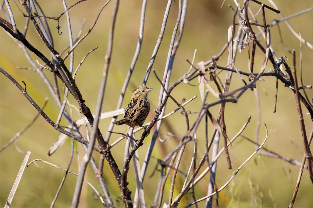 LeConte's Sparrow - ML642971568
