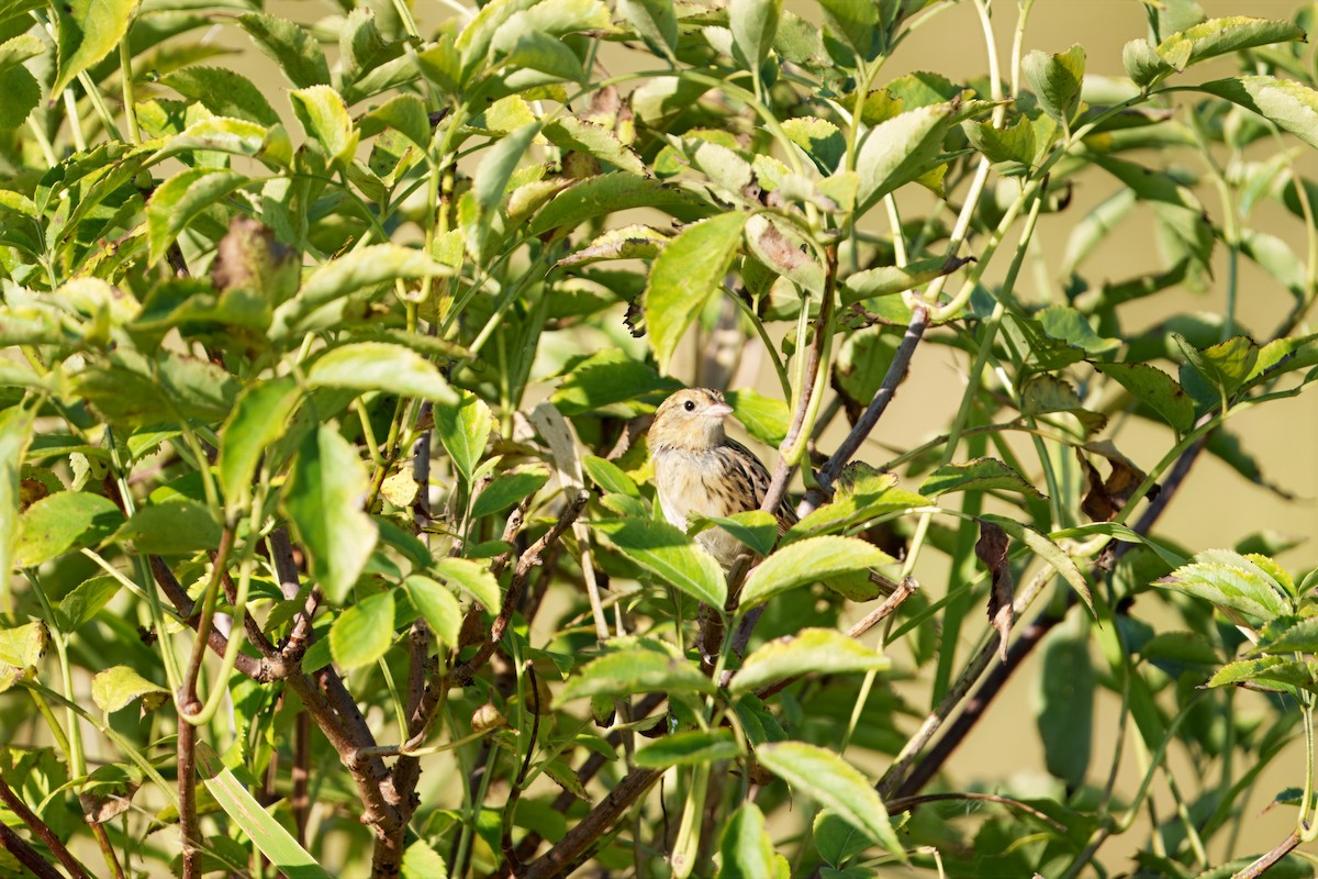 LeConte's Sparrow - ML642971569