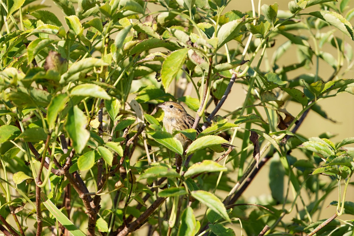 LeConte's Sparrow - ML642971571