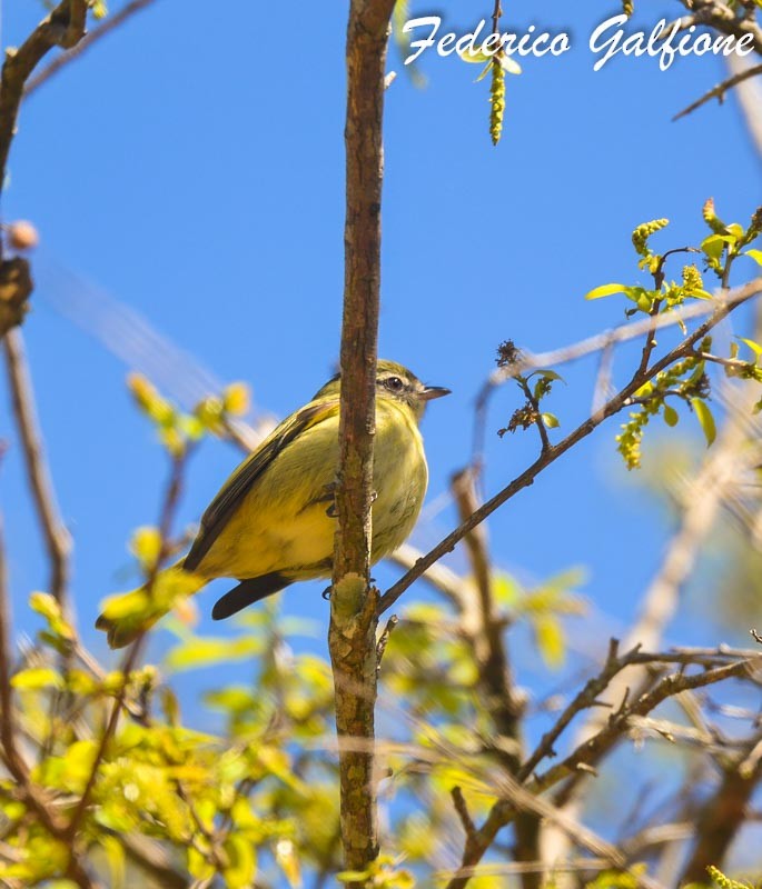 Rough-legged Tyrannulet - ML642971572