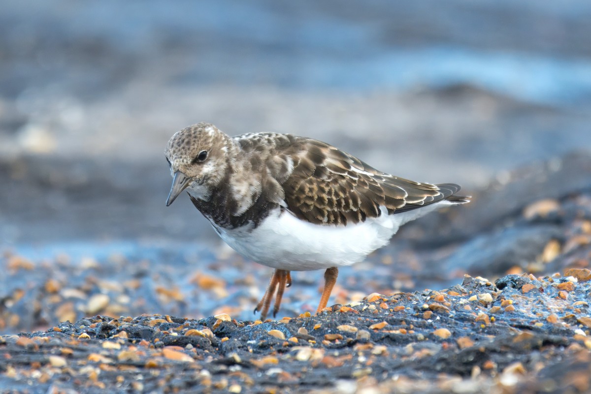Ruddy Turnstone - ML642971578
