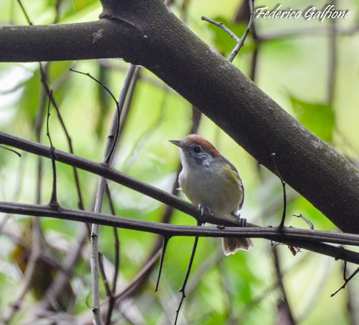 Rufous-crowned Greenlet - ML642971581