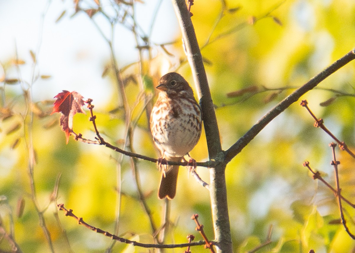 Fox Sparrow (Red) - ML642971582