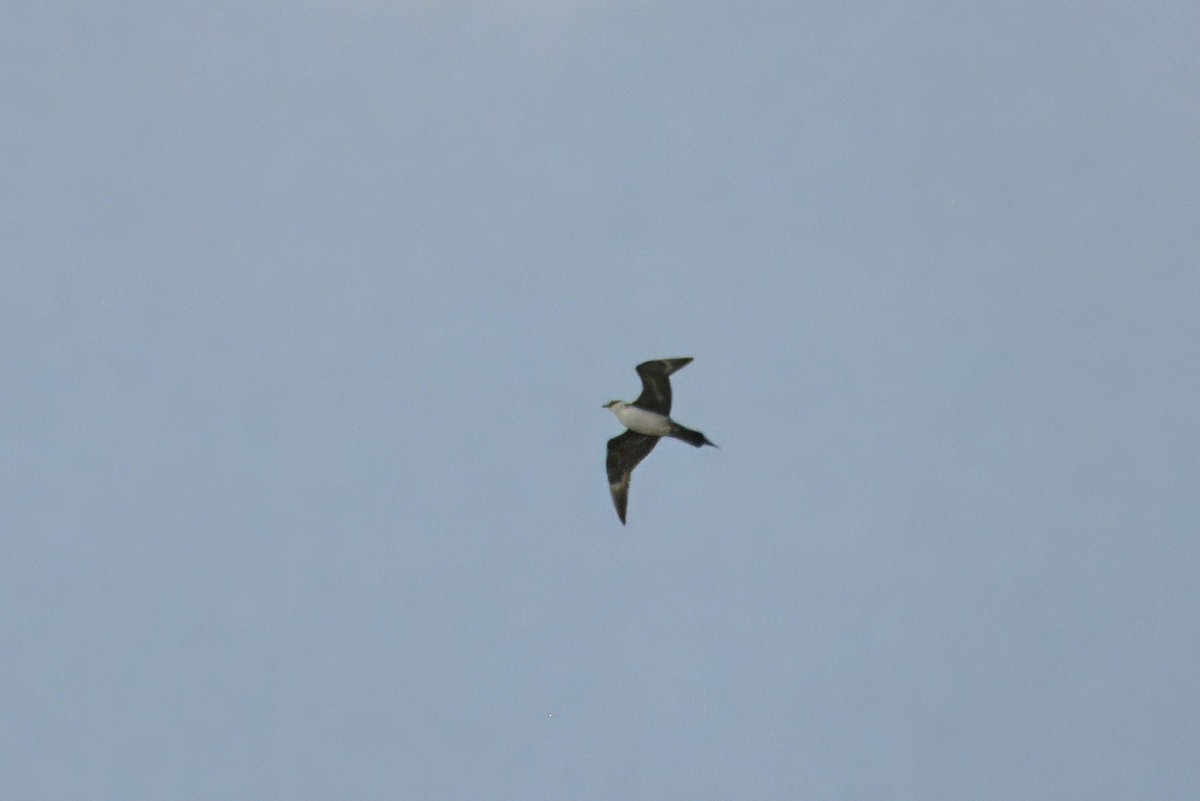 Parasitic Jaeger - ML642971592