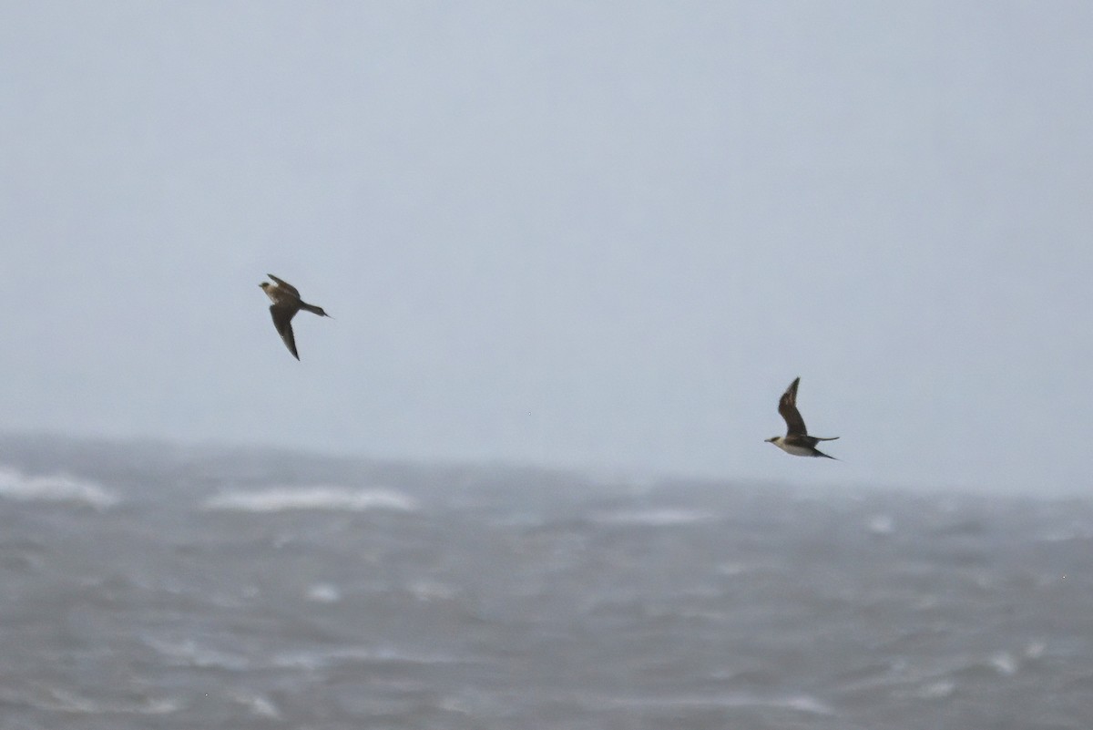 Parasitic Jaeger - ML642971593