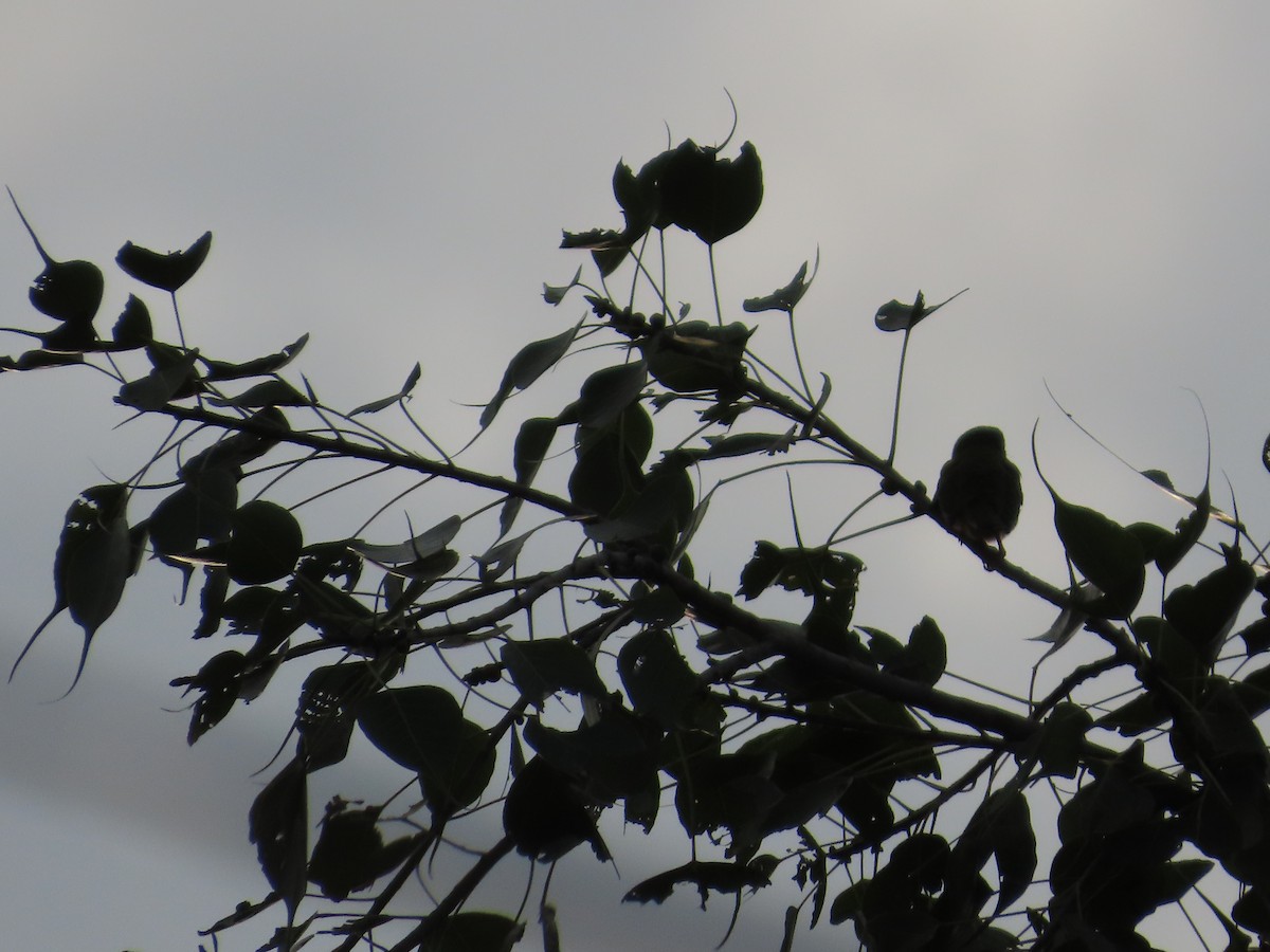 Coppersmith Barbet - ML642971594