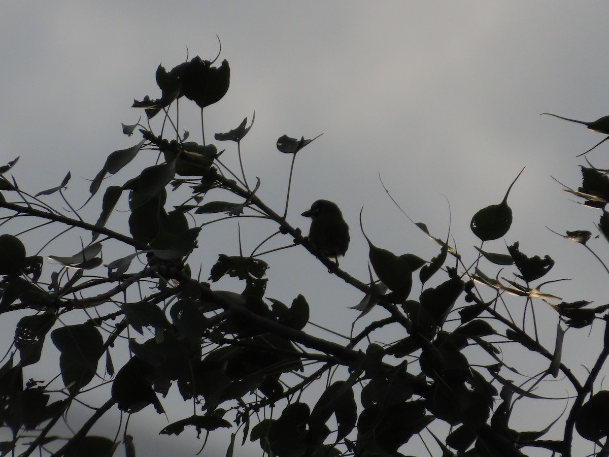 Coppersmith Barbet - ML642971595