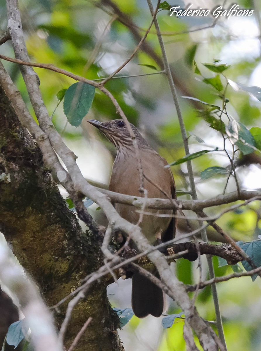 Pale-breasted Thrush - ML642971598