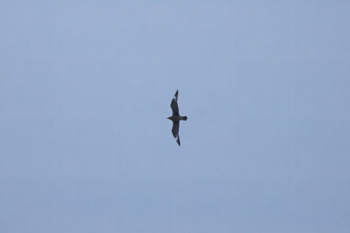 Parasitic Jaeger - ML642971603