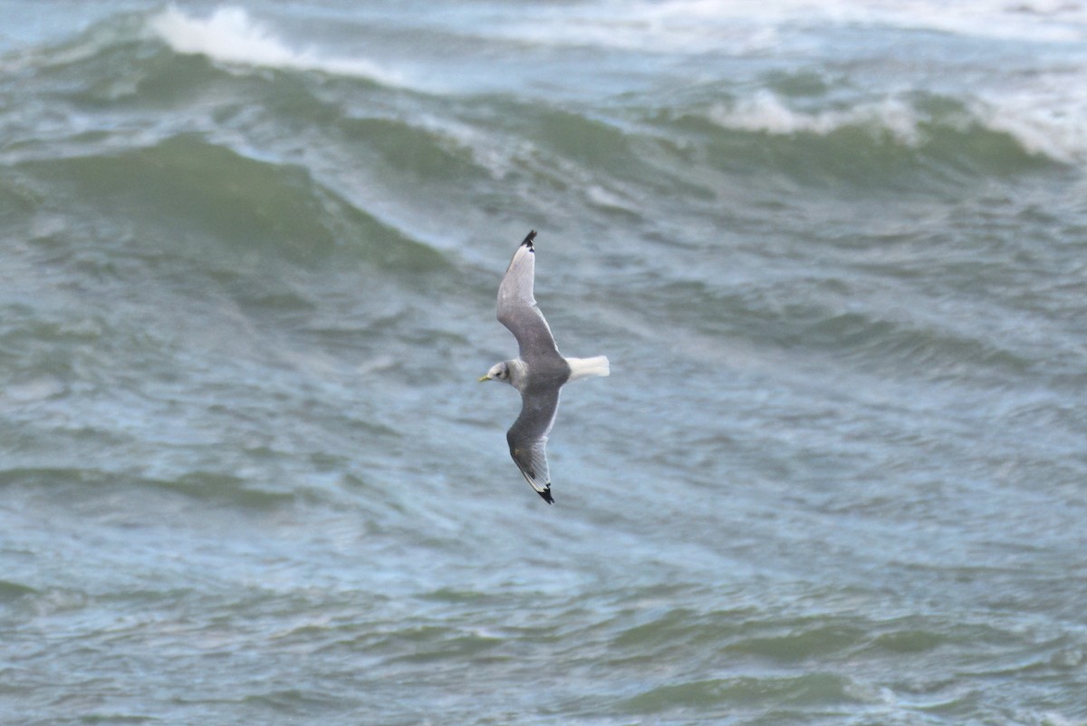 Black-legged Kittiwake - ML642971612