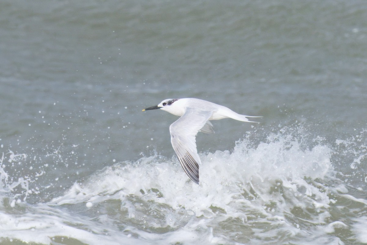 Sandwich Tern - ML642971625