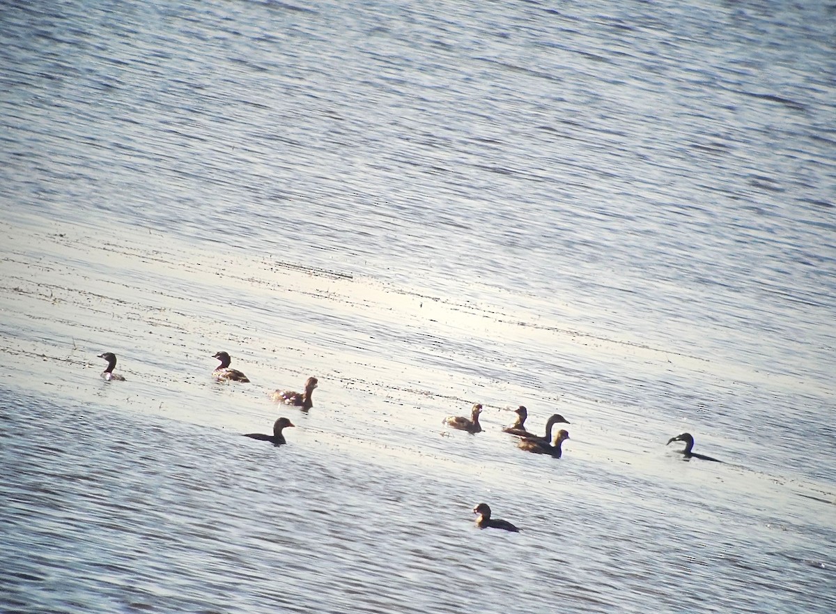 Pied-billed Grebe - ML642971626