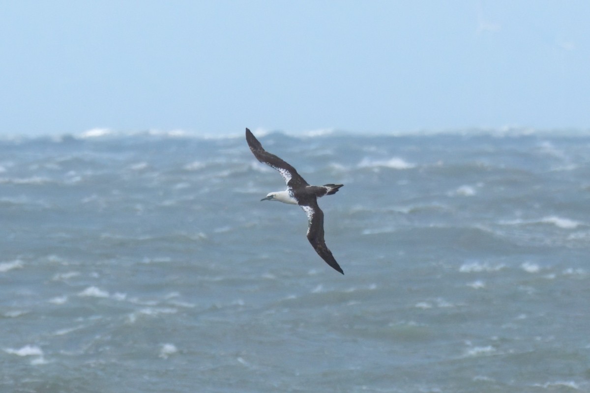 Northern Gannet - ML642971635