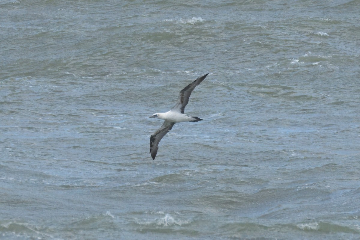 Northern Gannet - ML642971637