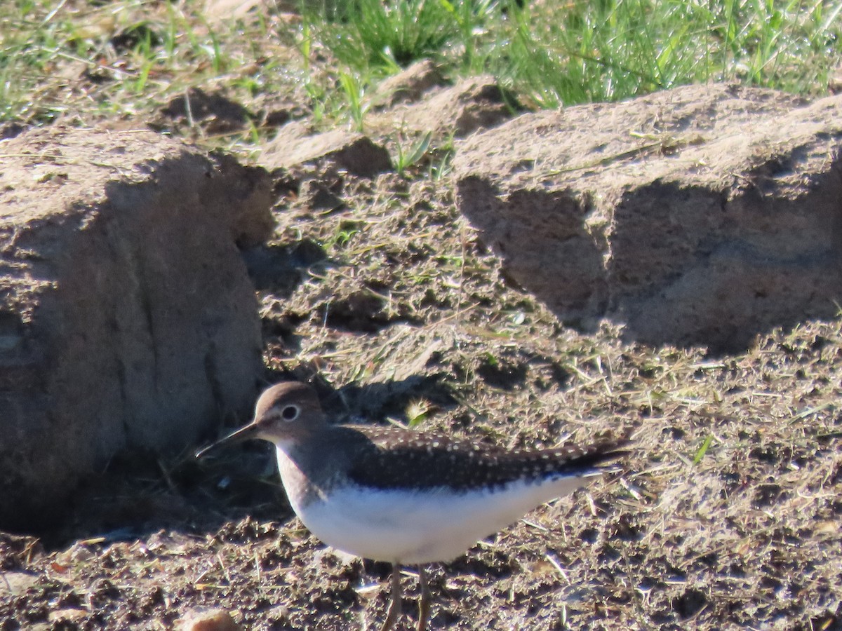 Einsiedelwasserläufer - ML642971649