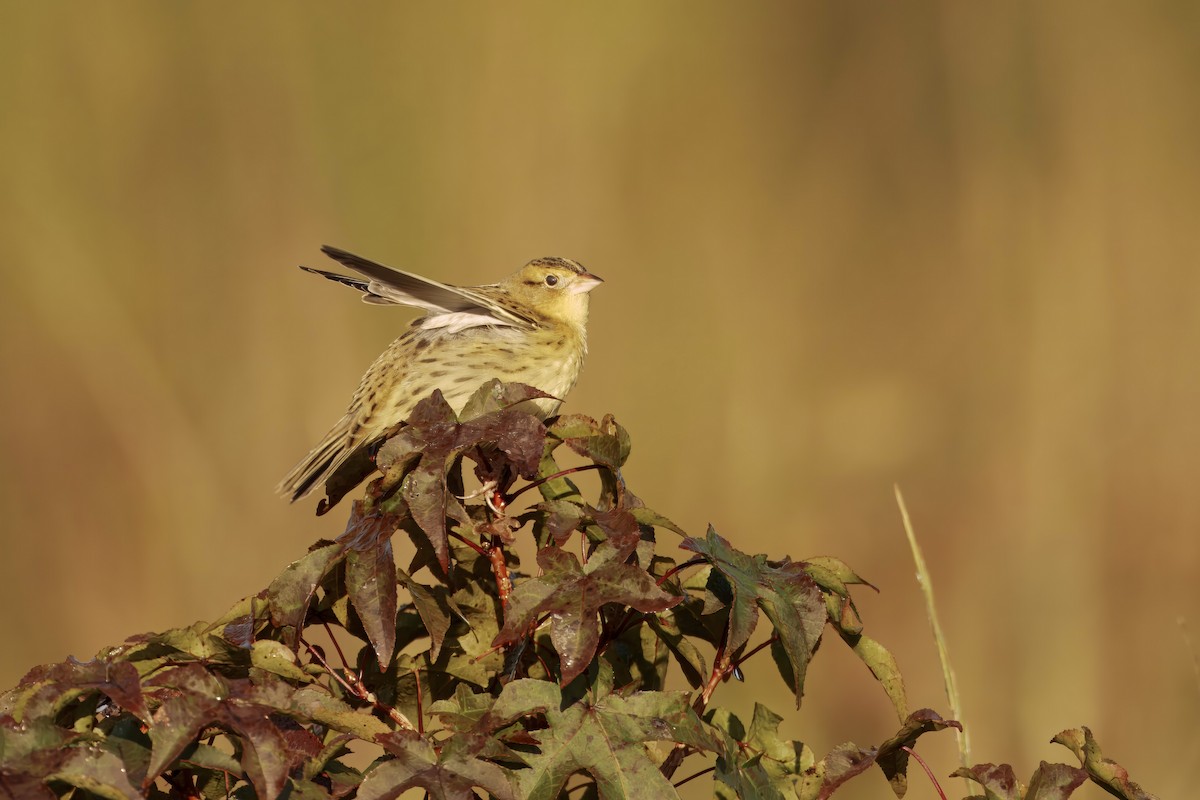 Bobolink - ML642971653