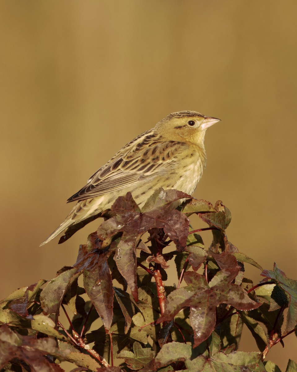 Bobolink - ML642971654