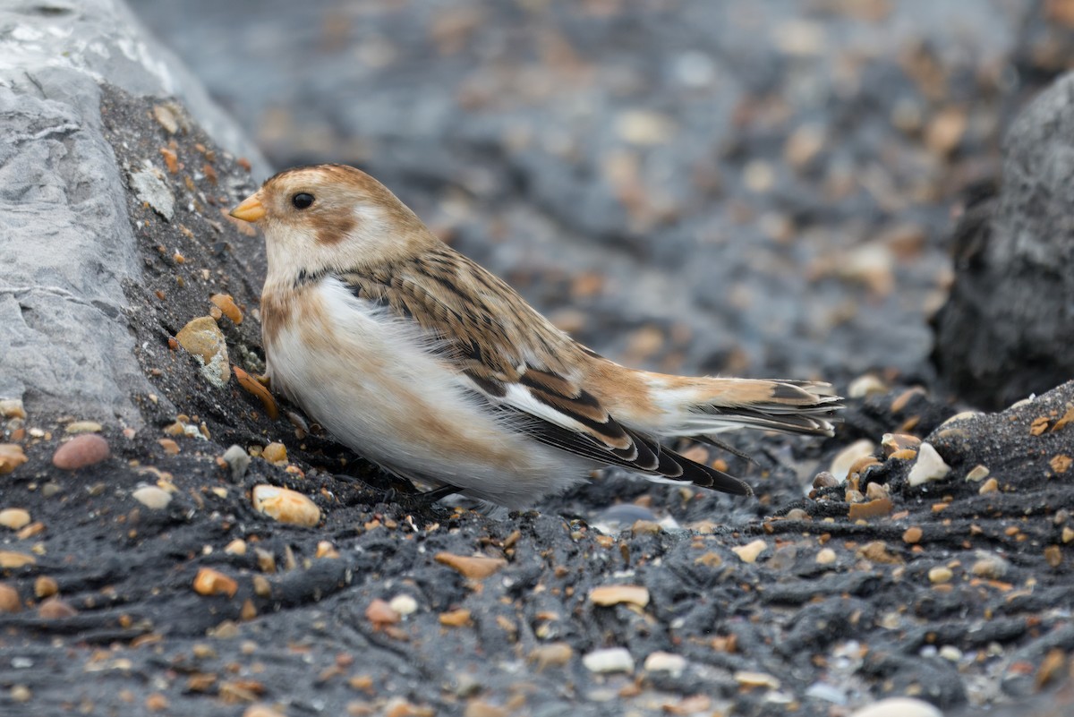 Snow Bunting - ML642971657