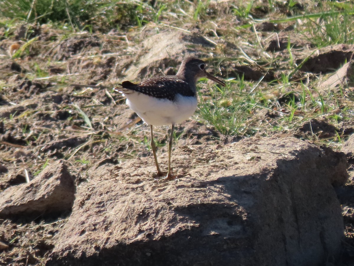 Einsiedelwasserläufer - ML642971658