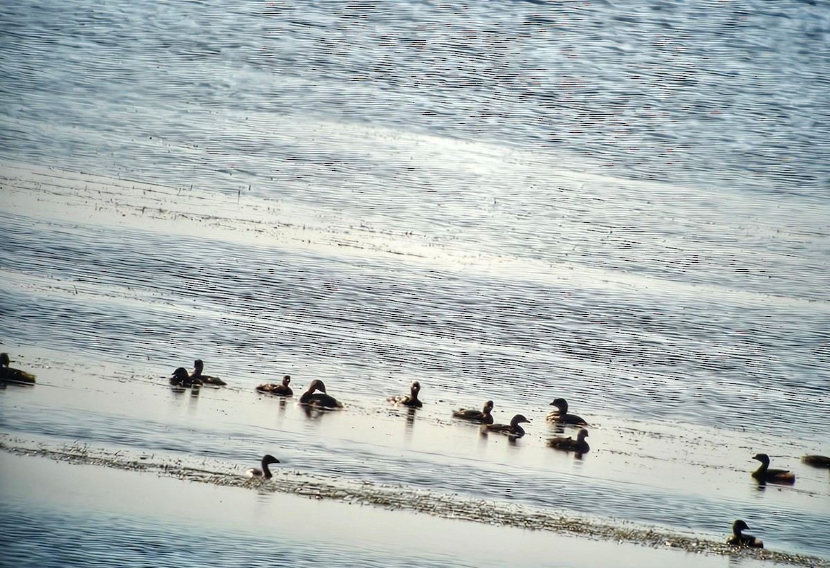 Pied-billed Grebe - ML642971667