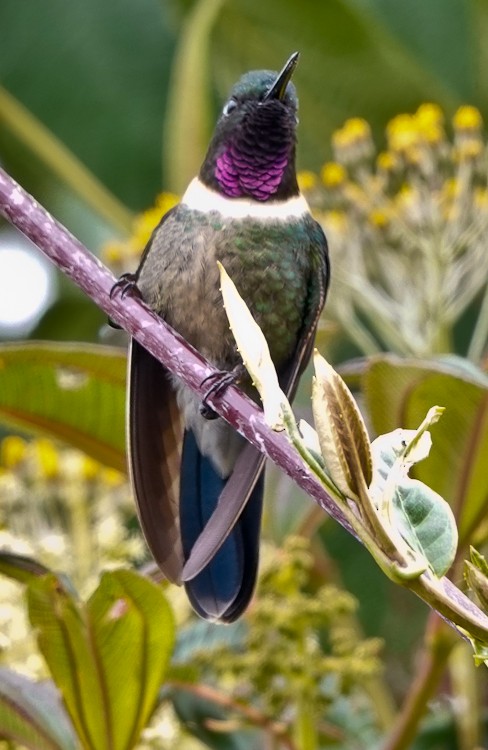 Amethyst-throated Sunangel - ML642971671