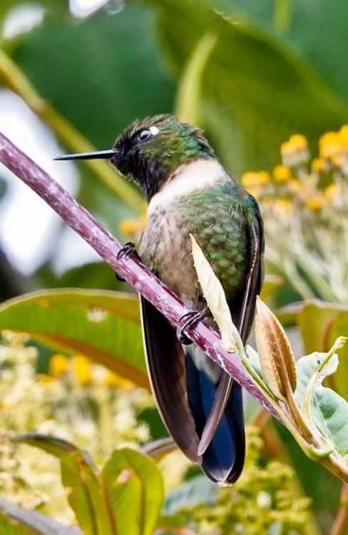 Amethyst-throated Sunangel - ML642971672
