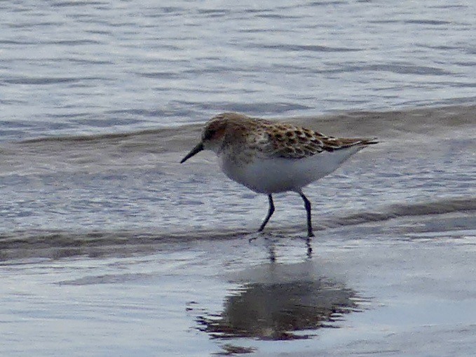 dvergsnipe - ML642971674