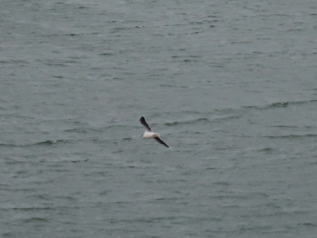 Little Gull - ML642971675