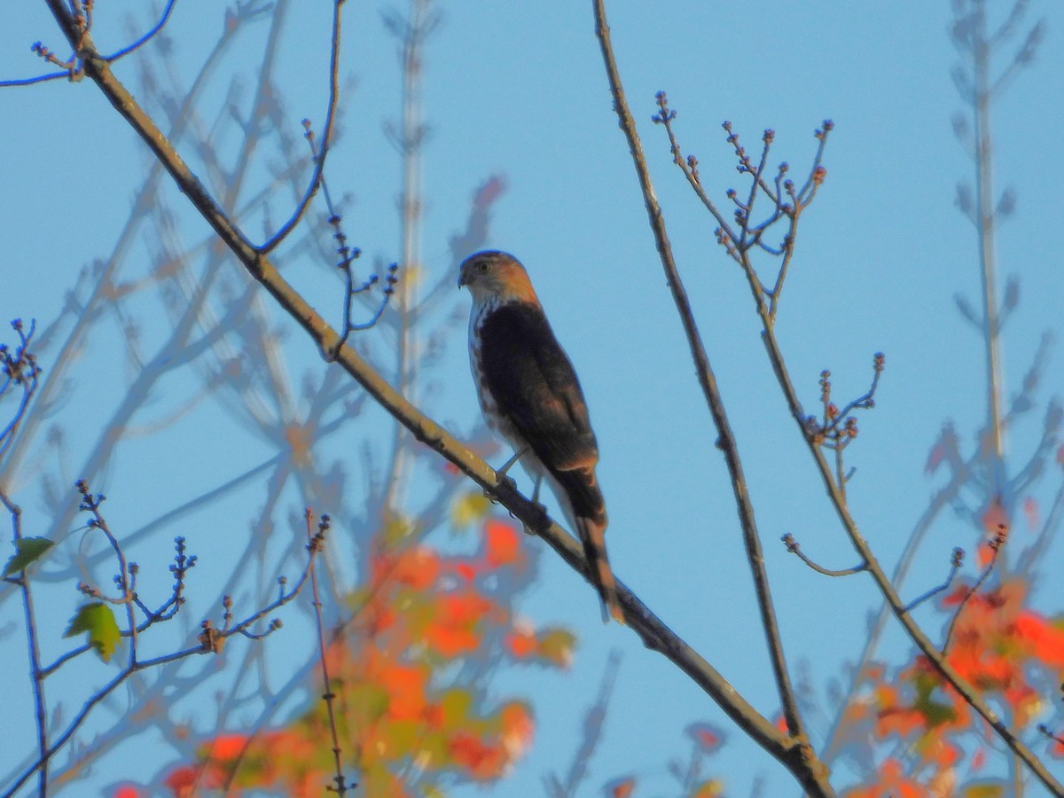 Sharp-shinned Hawk - ML642971676