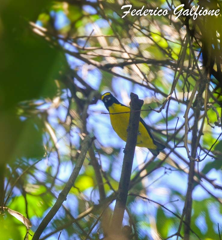 Green-throated Euphonia - ML642971718