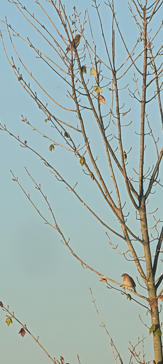 Savannah Sparrow - ML642971741