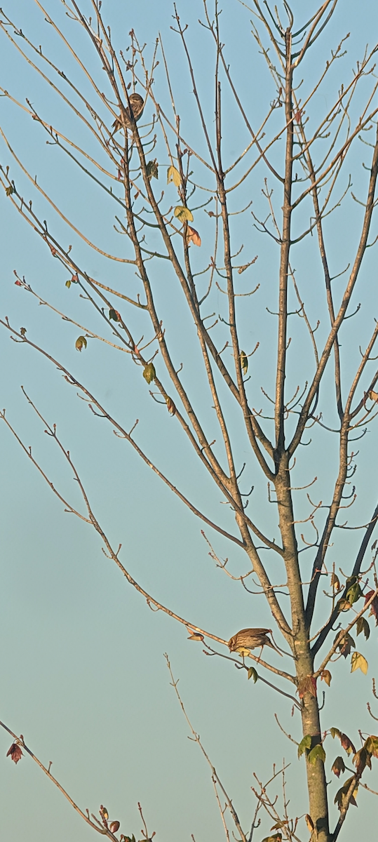 Savannah Sparrow - ML642971742
