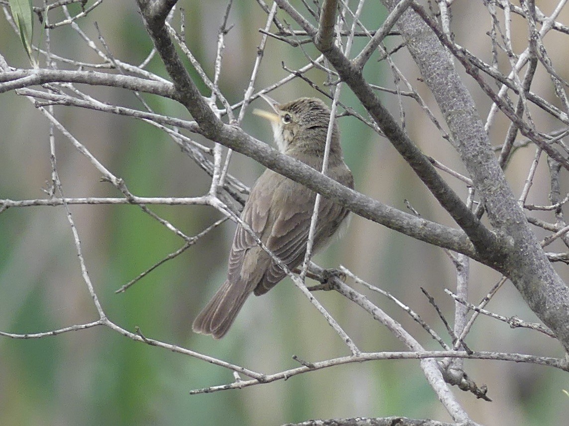 Eastern Olivaceous Warbler - ML642971758
