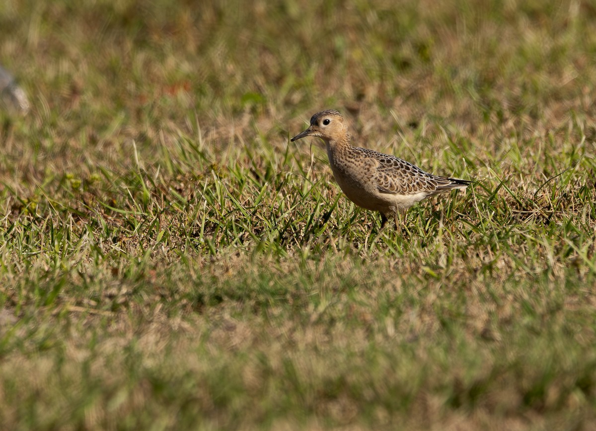 Buff-breasted Sandpiper - ML642971776