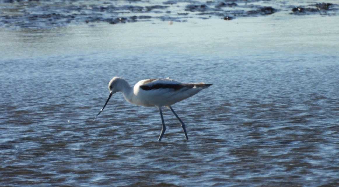 American Avocet - ML642971795