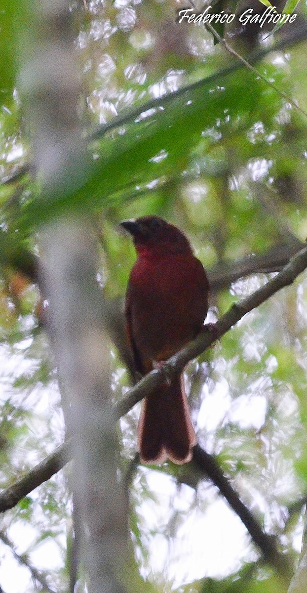 Red-crowned Ant-Tanager - ML642971796