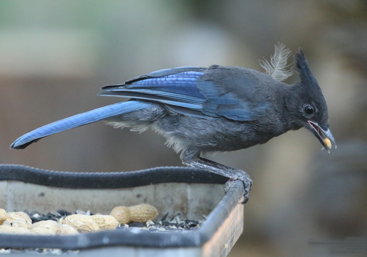 Diademhäher [diademata-Gruppe] - ML642971797